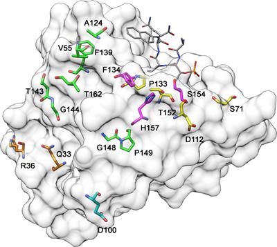 A Guide to PIN1 Function and Mutations Across Cancers